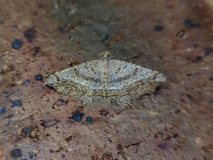 Dissomorphia australiaria