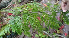 Asplenium pseudolaserpitiifolium