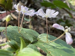 Tripladenia cunninghamii