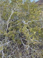 Maytenus phyllanthoides