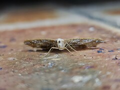 Dissomorphia australiaria