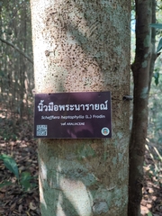 Heptapleurum heptaphyllum