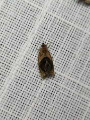 Acroceuthes metaxanthana