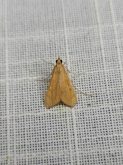 Antigastra catalaunalis