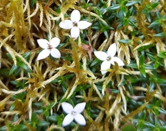 Arcytophyllum