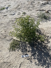 Emmenanthe penduliflora penduliflora
