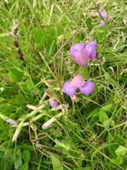 Phaseolus vulgaris