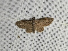 Sigilliclystis insigillata