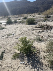 Emmenanthe penduliflora penduliflora