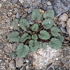 Phacelia campanularia campanularia