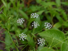 Trachyspermum roxburghianum