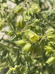 Emmenanthe penduliflora penduliflora