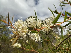 Hakea linearis