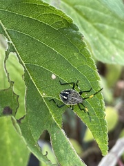 Poecilometis strigatus