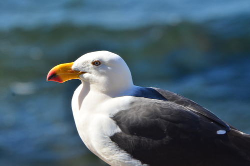 Pacific Gull｜太平洋鸥 参考照片
