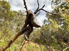 Hakea linearis