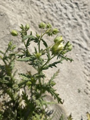 Emmenanthe penduliflora penduliflora