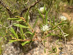 Hakea linearis