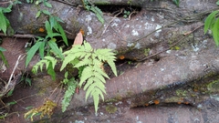 Pteris wallichiana