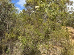 Hakea linearis
