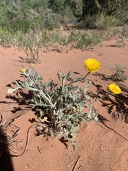 Baileya pleniradiata