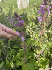 Stachys drummondii