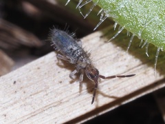 Entomobryomorpha