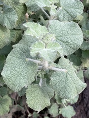 Malacothamnus fremontii