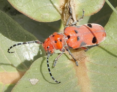 Tetraopes mandibularis