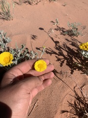 Baileya pleniradiata