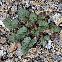 Phacelia campanularia campanularia