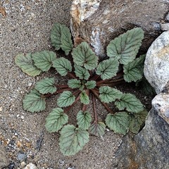Phacelia campanularia campanularia