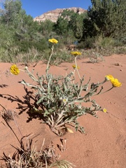 Baileya pleniradiata