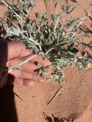 Baileya pleniradiata