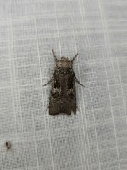 Cryptophasa irrorata