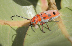 Tetraopes mandibularis