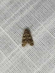 Hygraula nitens