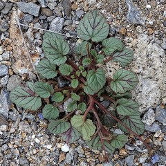 Phacelia campanularia campanularia