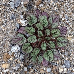 Phacelia campanularia campanularia