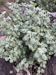 Malacothamnus fremontii