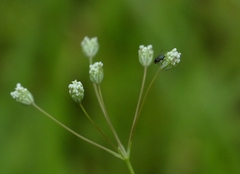 Trachyspermum roxburghianum