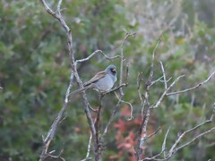 Spizella atrogularis