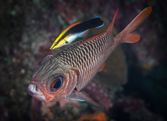 Labroides pectoralis