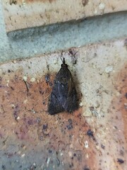 Uresiphita ornithopteralis