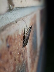 Uresiphita ornithopteralis