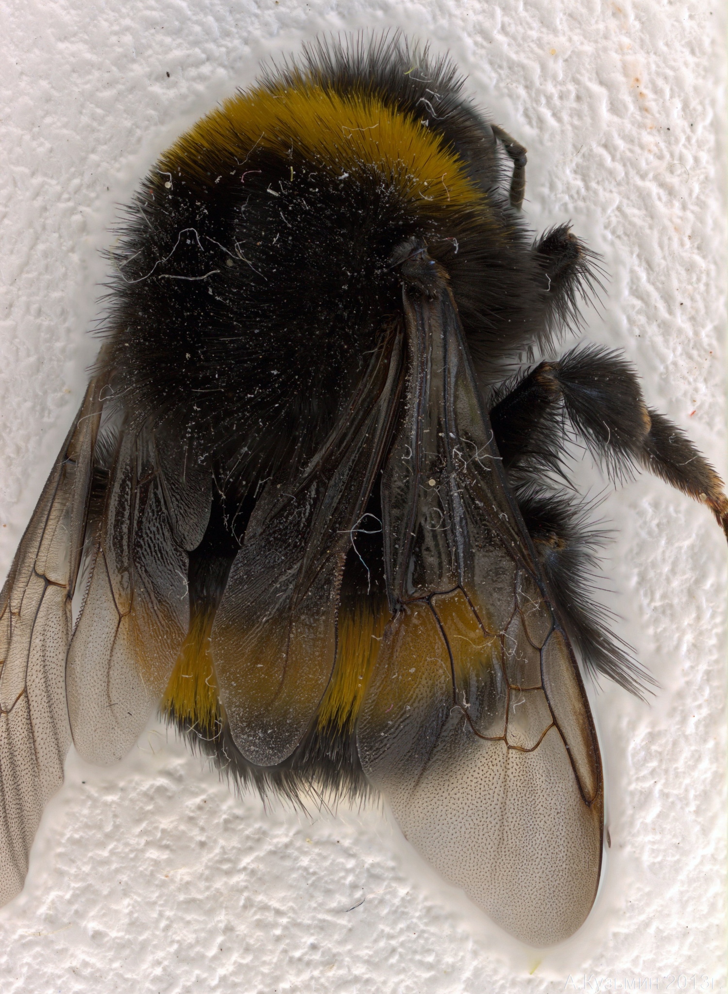 Шмель земляной (Bombus terrestris)