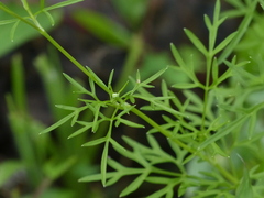 Trachyspermum roxburghianum