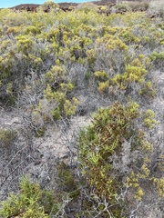 Allenrolfea occidentalis