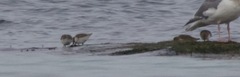 Calidris alpina