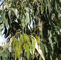 Eucalyptus goniocalyx